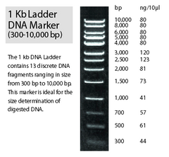 www.tnt-lab.com.ar