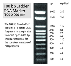 www.tnt-lab.com.ar